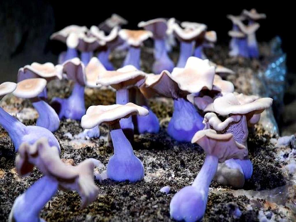 149 MUSEE DU CHAMPIGNON A  SAUMUR 2016 1_000047.jpg